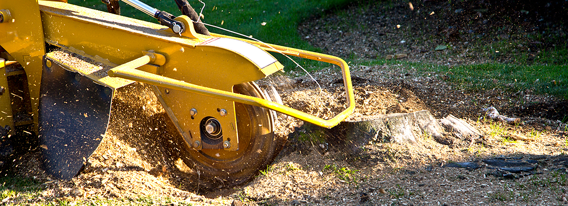 MN Stump Removal